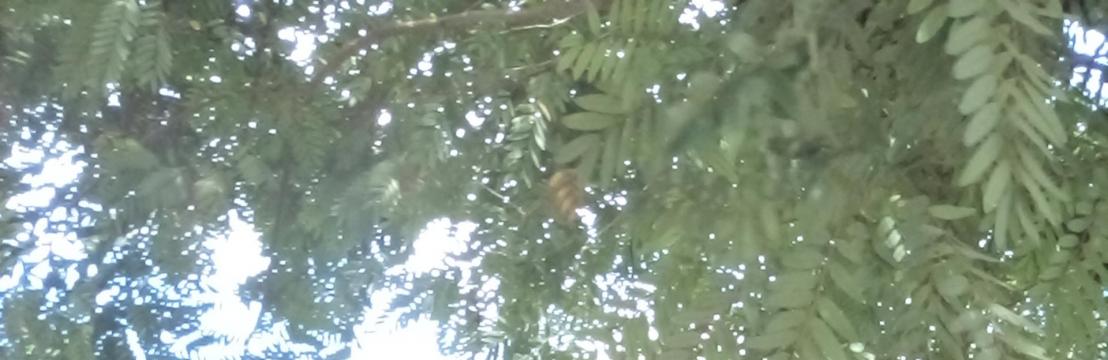 Dalton Am&eacute;rico Obra Amigo